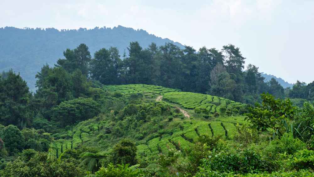 Assam